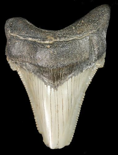 Fossil Angustidens Shark Tooth - Megalodon Ancestor #46837